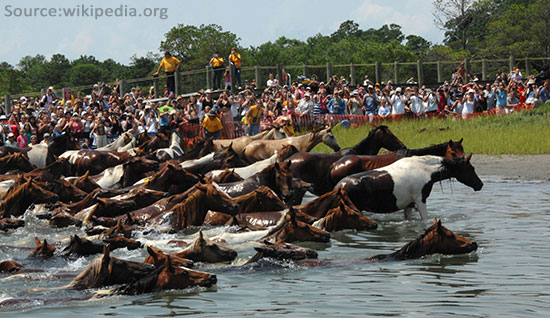 Chincoteague